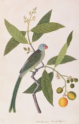 Parakeet, from Drawings of Birds from Malacca, c.1805-18